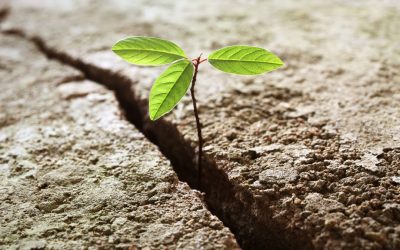 Résilience : la douleur est inévitable, la souffrance est incertaine